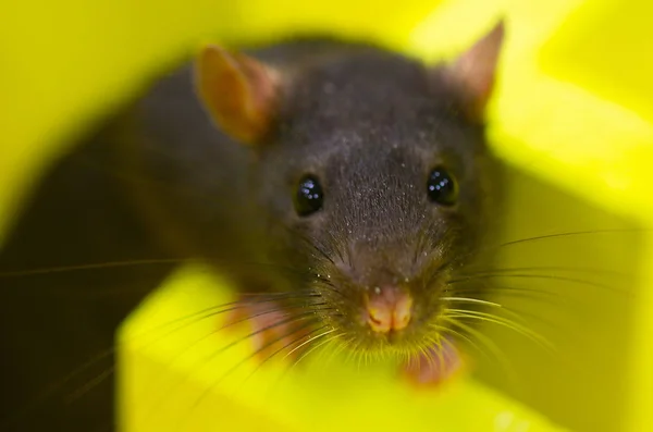 Wild Grote Rat Het Labyrint Een Logische Probleem Opgelost — Stockfoto