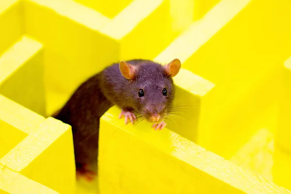 Wild Big Rat Maze Solves Logical Problem — Stock Photo, Image