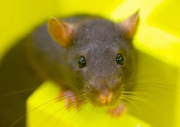 Rato Grande Selvagem Labirinto Resolve Problema Lógico — Fotografia de Stock