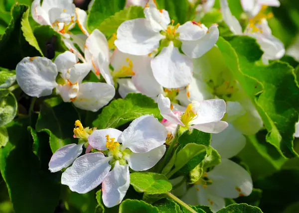 Fehér Virágok Gyönyörű Alma Ágai — Stock Fotó