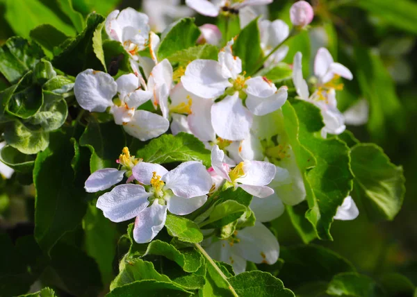 Elma Ağacı Dalları Üzerinde Beyaz Güzel Çiçekler — Stok fotoğraf