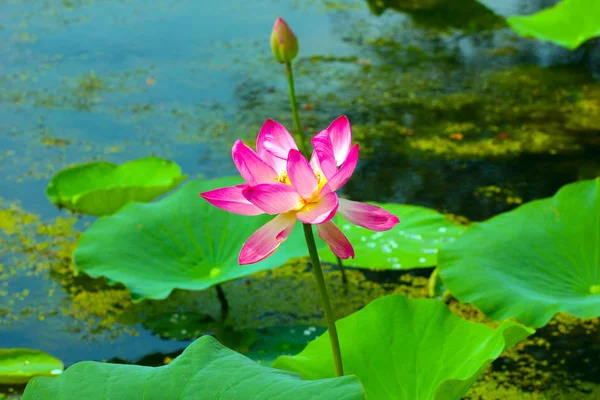 beautiful calm water and bright water lilies