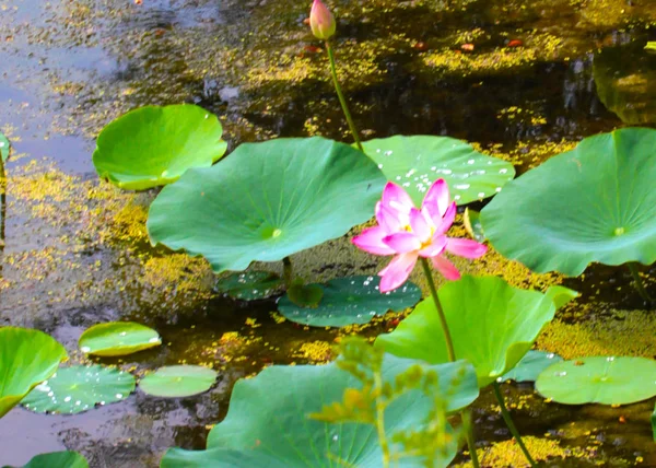 Красива Спокійна Вода Яскраві Водяні Лілії — стокове фото