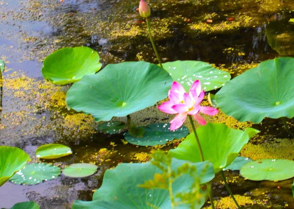 Hermosas Aguas Tranquilas Lirios Agua Brillante — Foto de Stock