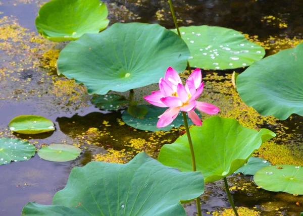 美しい穏やかな水と明るい睡蓮 — ストック写真