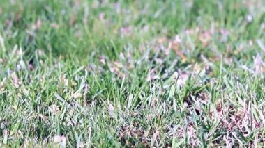 güzel taze yeşil çim Bahçe çim üzerinde