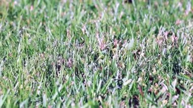 güzel taze yeşil çim Bahçe çim üzerinde