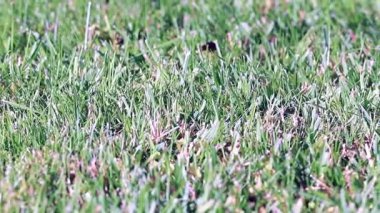 güzel taze yeşil çim Bahçe çim üzerinde