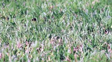 güzel taze yeşil çim Bahçe çim üzerinde