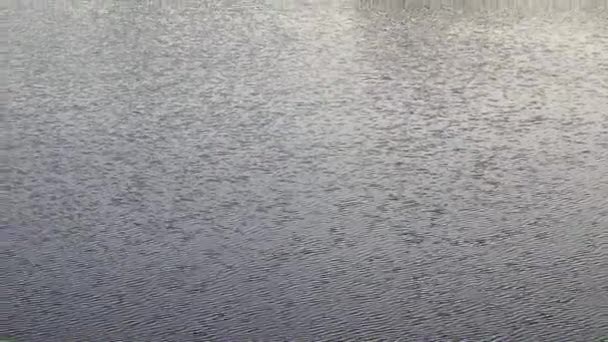 vagues et courant eau calme dans un étang rural 