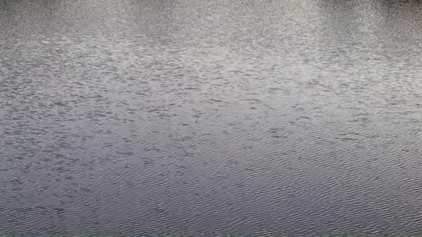 vagues et courant eau calme dans un étang rural 