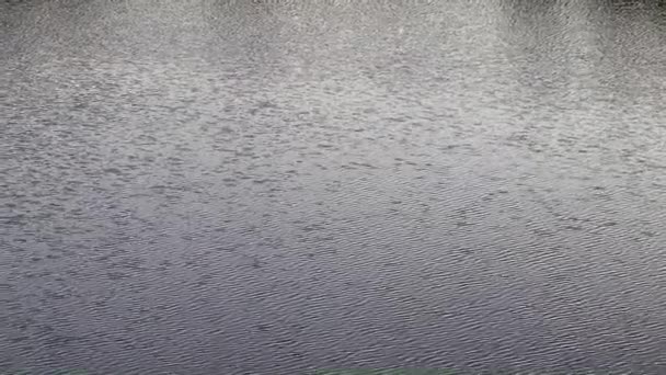 vagues et courant eau calme dans un étang rural 