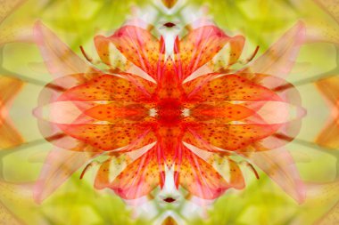 soyut resim aynalar aracılığıyla yaban hayatı fotoğrafçılığı tarafından oluşturulmuş