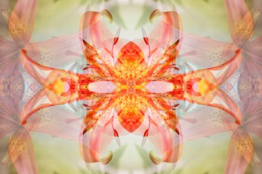 soyut resim aynalar aracılığıyla yaban hayatı fotoğrafçılığı tarafından oluşturulmuş