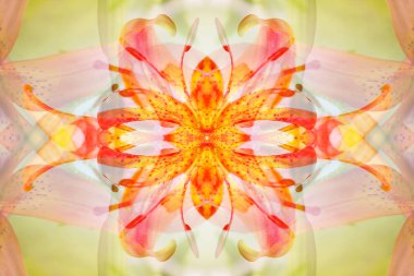 soyut resim aynalar aracılığıyla yaban hayatı fotoğrafçılığı tarafından oluşturulmuş