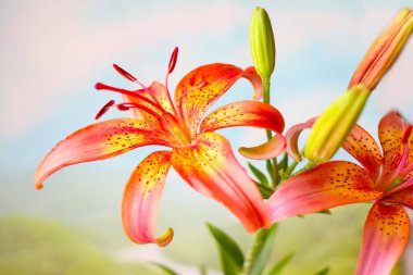 güzel çiçek alan lily Highlands bir arka plan üzerinde