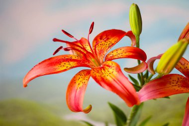 güzel çiçek alan lily Highlands bir arka plan üzerinde