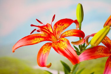 güzel çiçek alan lily Highlands bir arka plan üzerinde