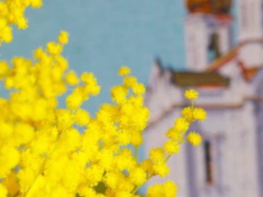 çiçekli Mimoza bir Ortodoks Kilisesi arka plan üzerinde Şubesi