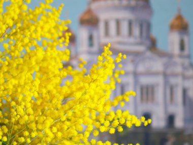 çiçekli Mimoza bir Ortodoks Kilisesi arka plan üzerinde Şubesi