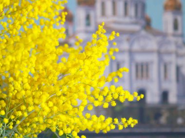 çiçekli Mimoza bir Ortodoks Kilisesi arka plan üzerinde Şubesi