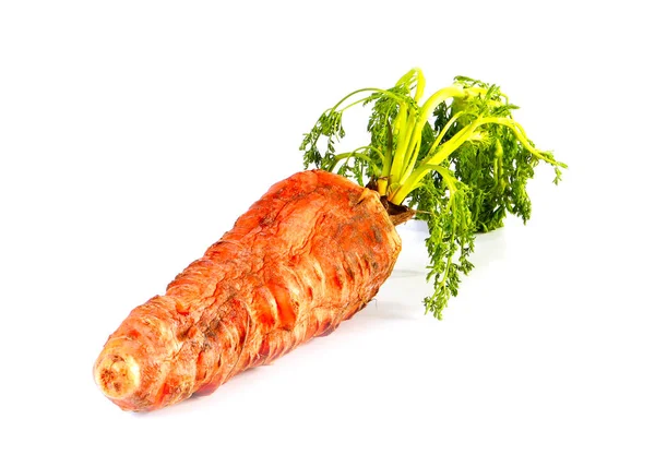 Grande Zanahoria Muscular Vegetal Con Tapas Verdes — Foto de Stock