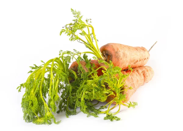 Large Muscular Carrot Vegetable Green Tops — Stock Photo, Image