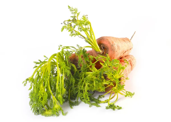 Grande Zanahoria Muscular Vegetal Con Tapas Verdes — Foto de Stock