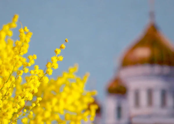 Pobočka Kvetoucích Mimosa Pozadí Pravoslavné Církve — Stock fotografie