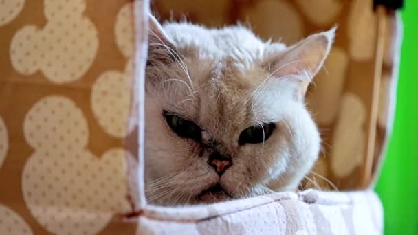 眼睛细心纯种的老猫在家里 — 图库视频影像