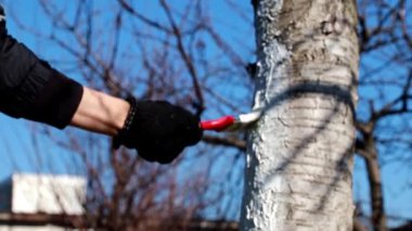 koruyucu boya ile bir ağaç gövdesi boyama