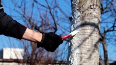 koruyucu boya ile bir ağaç gövdesi boyama