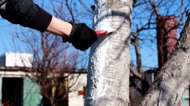 koruyucu boya ile bir ağaç gövdesi boyama