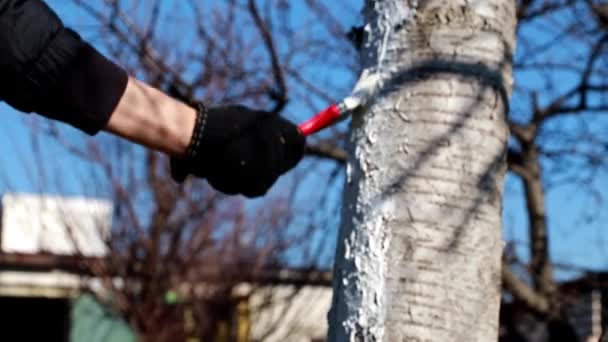 Pintar Tronco Árbol Con Una Pintura Protectora — Vídeos de Stock