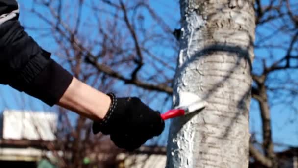 Βάφοντας Ένα Κορμό Δέντρου Ένα Προστατευτικό Χρώμα — Αρχείο Βίντεο