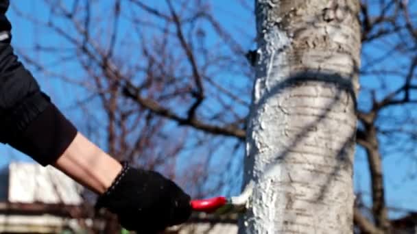 Painting Tree Trunk Protective Paint — Stock Video
