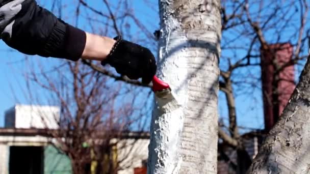 Pintar Tronco Árbol Con Una Pintura Protectora — Vídeo de stock