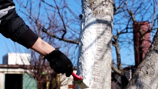 Pintar Tronco Árvore Com Uma Pintura Protetora — Vídeo de Stock
