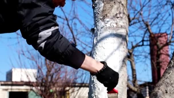 Streichen Eines Baumstammes Mit Schutzfarbe — Stockvideo