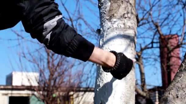 Streichen Eines Baumstammes Mit Schutzfarbe — Stockvideo