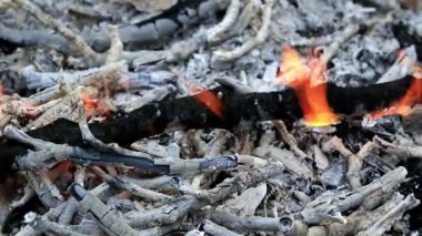 orman yangınında dalları üzerinde parlak alevler