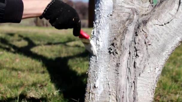 Colorir Tronco Uma Árvore Velha Com Tinta Branca Protetora — Vídeo de Stock