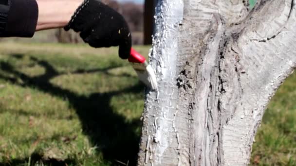 Colorear Tronco Árbol Viejo Con Pintura Blanca Protectora — Vídeo de stock