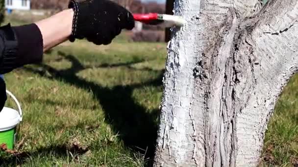 Colorir Tronco Uma Árvore Velha Com Tinta Branca Protetora — Vídeo de Stock