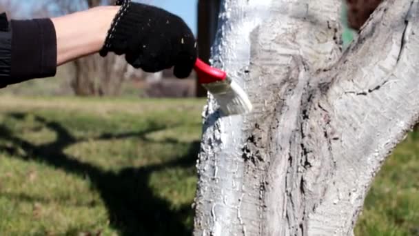 Färbung Des Stammes Eines Alten Baumes Mit Schützender Weißer Farbe — Stockvideo