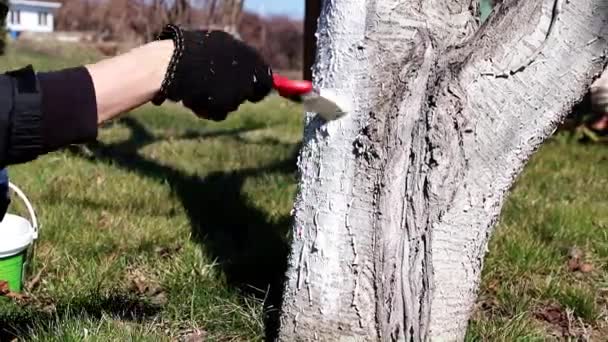 保護白い塗料で古い木の幹を着色 — ストック動画