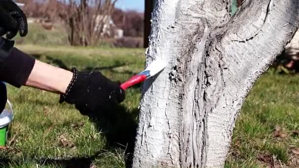 保護白い塗料で古い木の幹を着色 — ストック動画