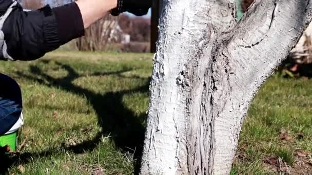 Χρωματισμό Του Κορμού Ενός Παλιού Δέντρου Προστατευτικό Λευκό Χρώμα — Αρχείο Βίντεο