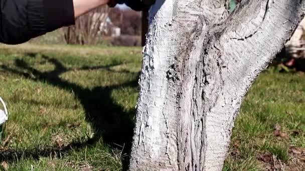 Colorir Tronco Uma Árvore Velha Com Tinta Branca Protetora — Vídeo de Stock