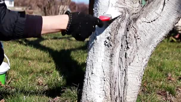 Colorier Tronc Vieil Arbre Avec Peinture Blanche Protectrice — Video